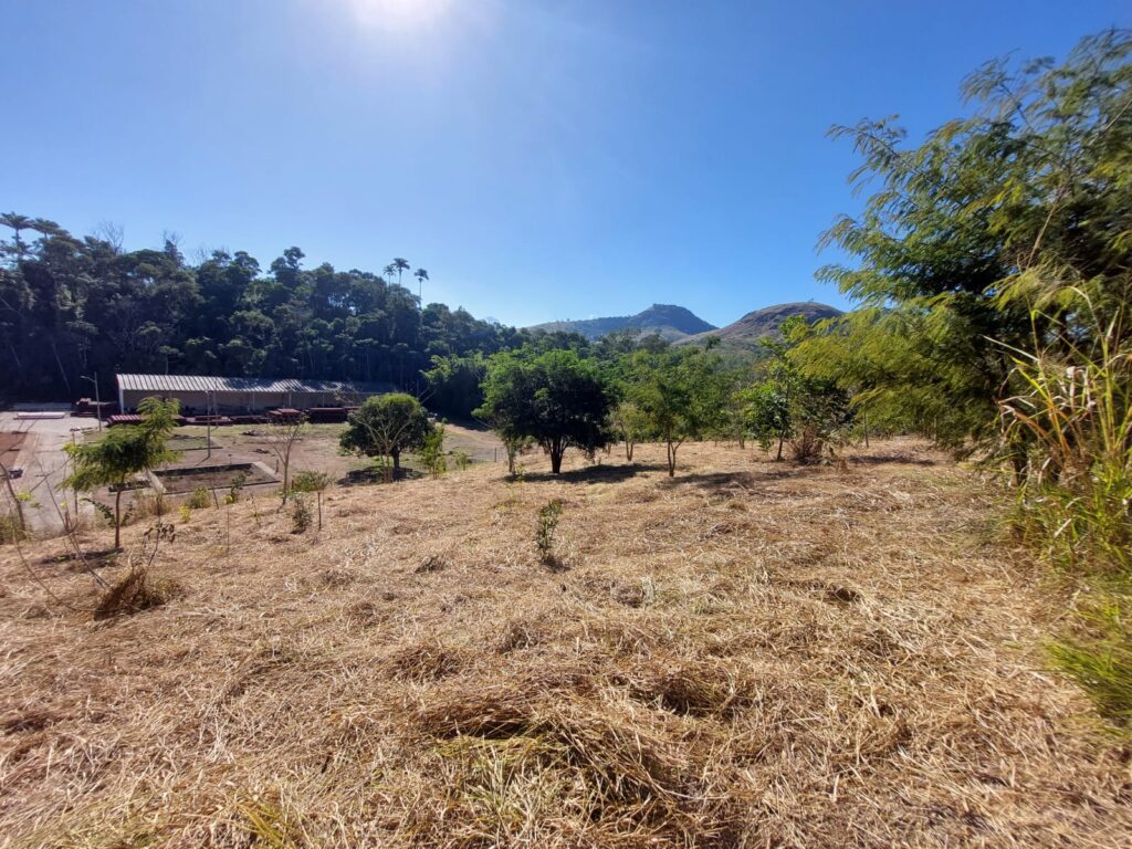 Essencis - Reflorestamento compensatório da Essencis 7