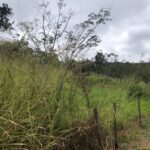 Essencis - Reflorestamento compensatório da Essencis 6