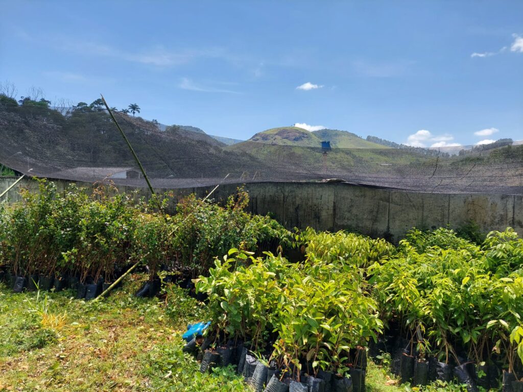 Essencis - Reflorestamento compensatório da Essencis 4