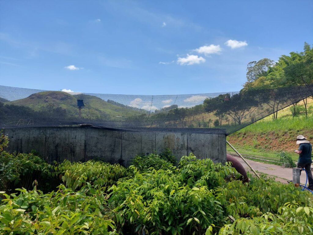 Essencis - Reflorestamento compensatório da Essencis 1