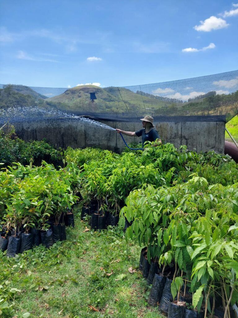 Essencis - Reflorestamento compensatório da Essencis 2