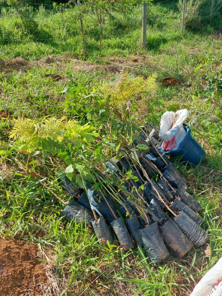 Urbaville - Reflorestamento compensatório da Urbaville Urbanismo 3